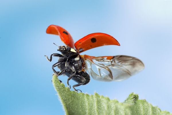 Marienkäfer mit Flügeln in Startposition