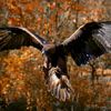 Greifvogelflugtraining