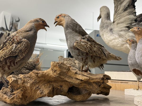 Perlhühner und Wanderalbatross