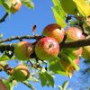 Der Apfel fällt nicht weit vom Stamm		