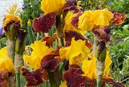 Garten2
