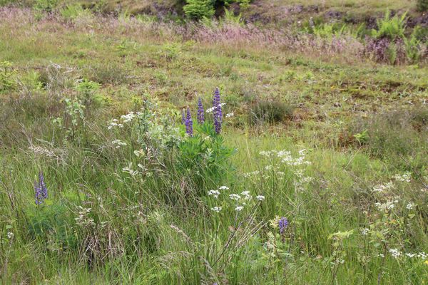 Touristinfo Sonneberg Blumen