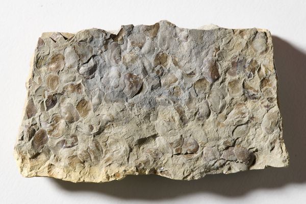 Fossile Urzeitkrebse