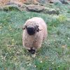 Heute dreht sich alles um das Schaf... Heute dreht sich alles um das Schaf...