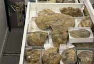 Muschelkalk und kleiner Raubsaurier