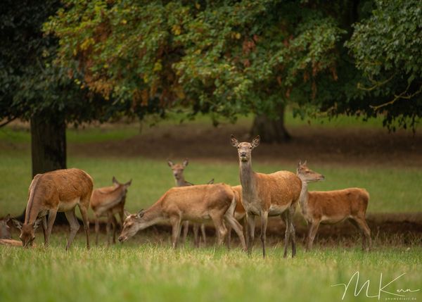 Sika