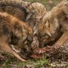 Tag des Wolfes Tag des Wolfes