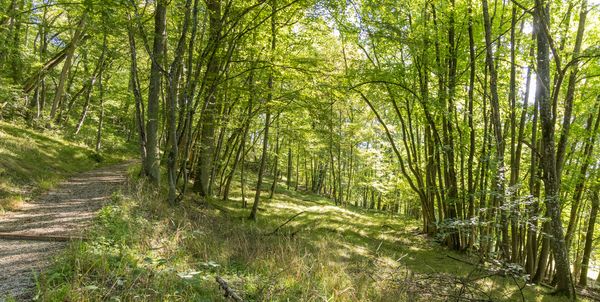 Wald Bad Rodach