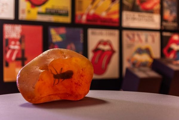 Modell des Bernsteinfossils der Steinfliege Petroperla mickjaggeri 